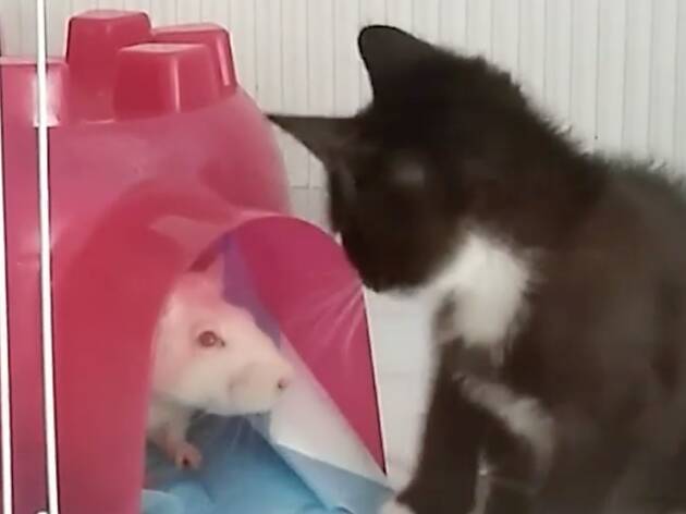 Rats are babysitting kittens at this Brooklyn cat café