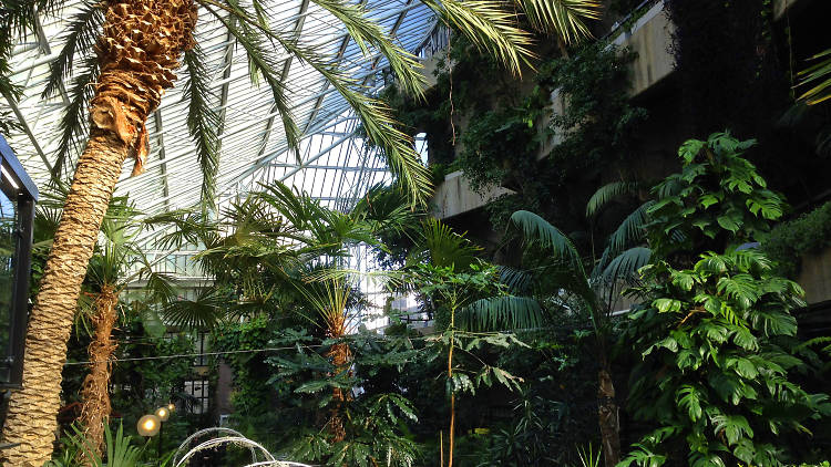 Check out the Barbican Conservatory