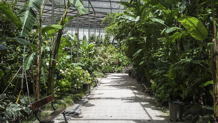 Serpentear por entre cascatas e plantas