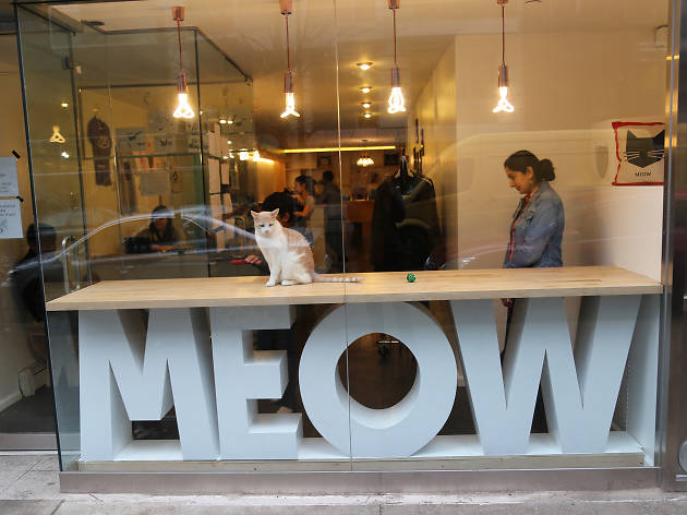 Meow Parlour Meow Parlour Cat Café