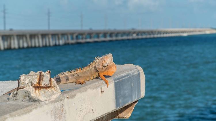 Iguana 