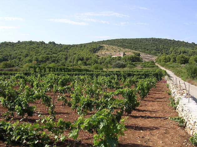 Vineyard in Vis