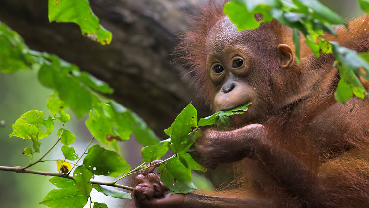 Orang Utan, Sepilok, Sabah