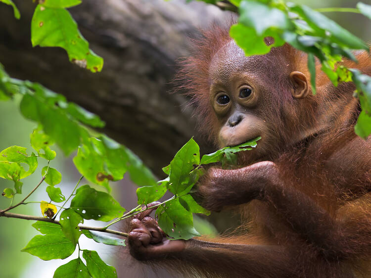 Orang Utan, Sepilok, Sabah