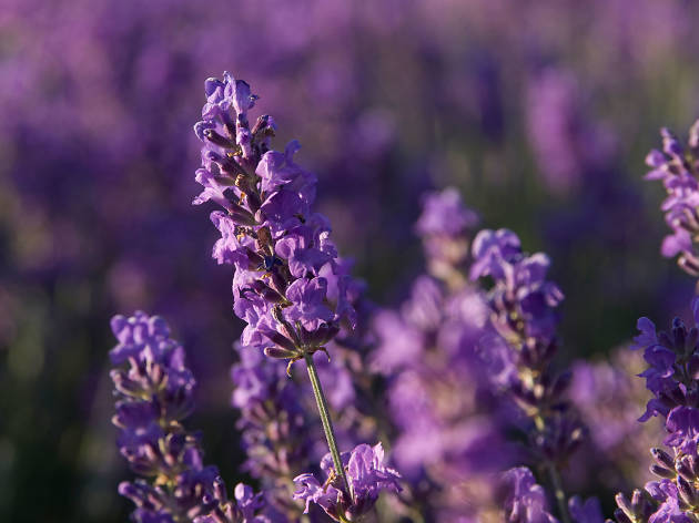 Lavender at Kew Gardens Lavender at Kew Gardens