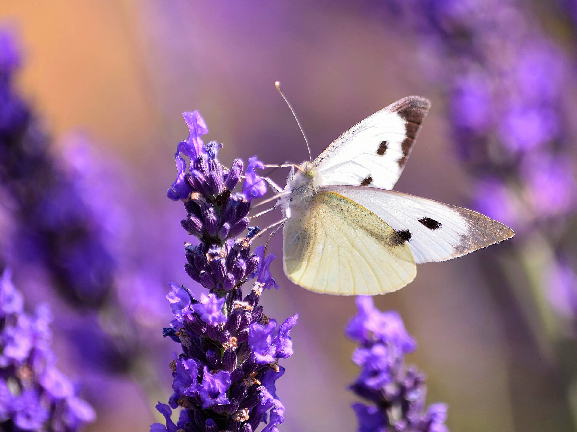 6 Lovely Lavender Fields in London