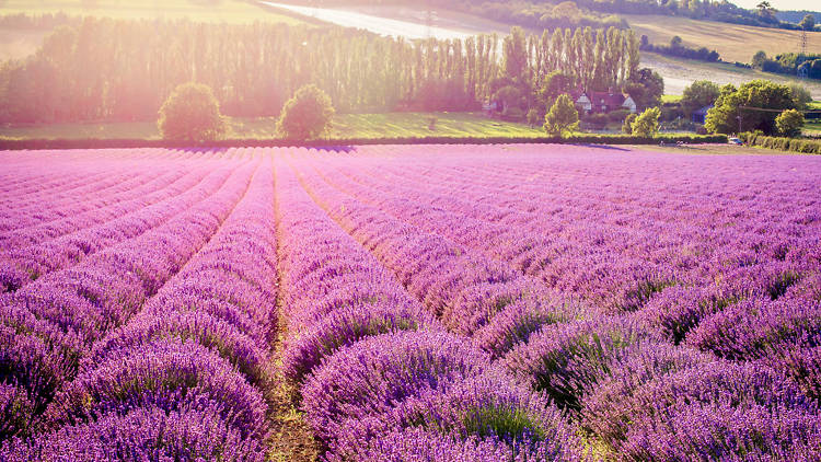 Wake up and smell the flowers at a lavender field near London