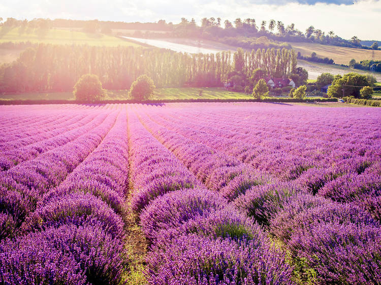 Wake up and smell the flowers at a lavender field near London