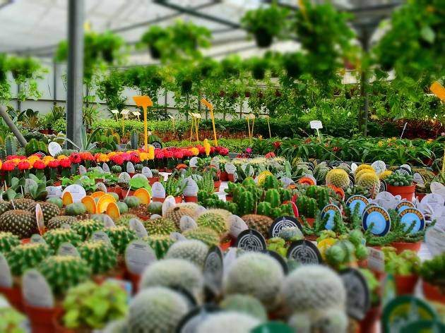 The Best Plant Shops That Deliver And Do Click And Collect