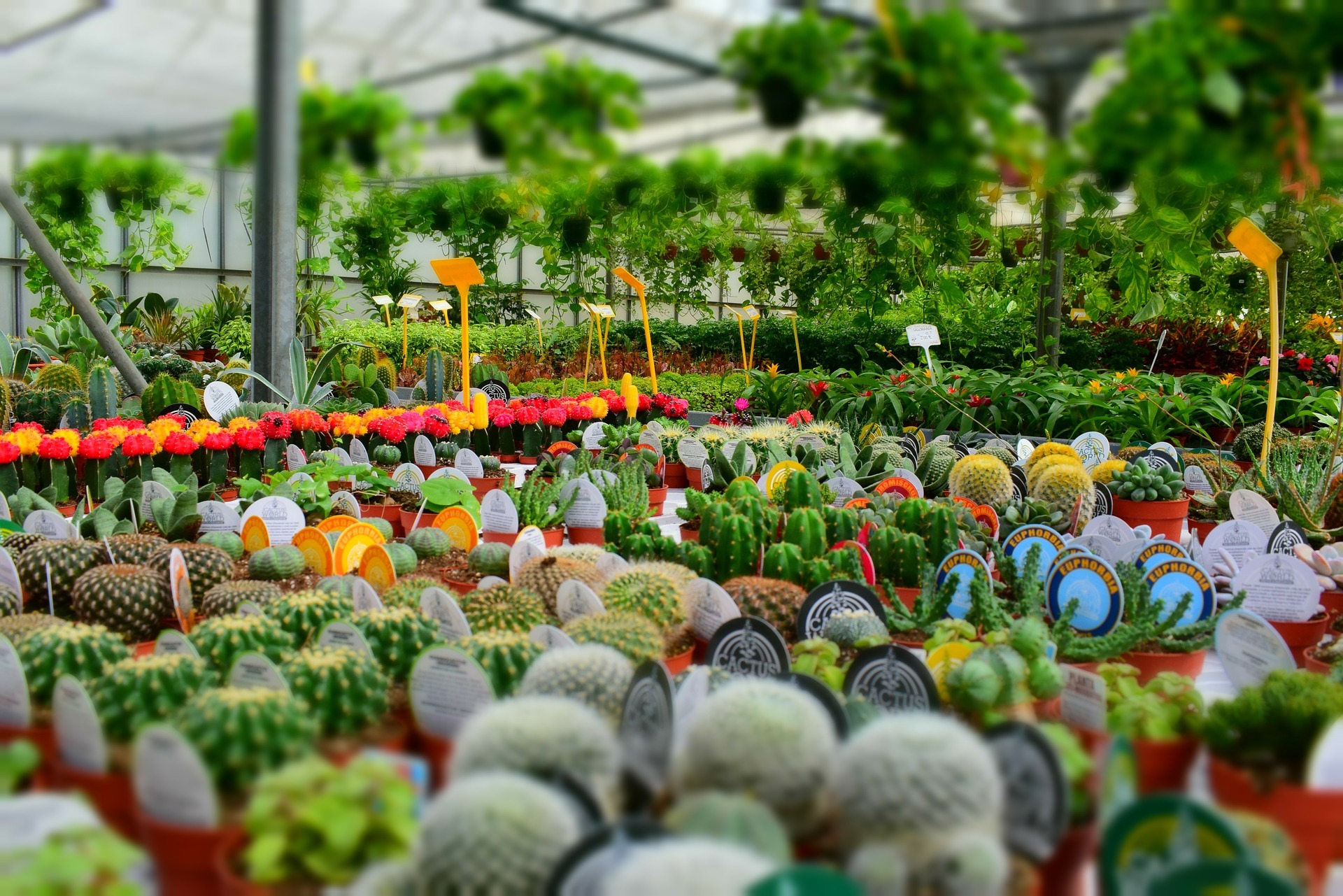 The best nurseries to buy plants in Melbourne