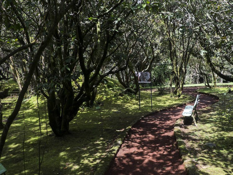 Vá até ao Jardim Botânico do Faial