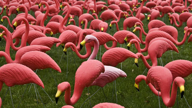 pink lawn flamingo