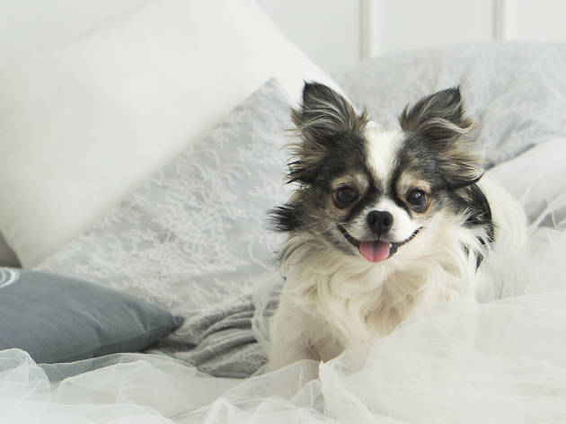 Best Pet Friendly Hotels In Chicago The Best Pet Friendly Hotels In Chicago