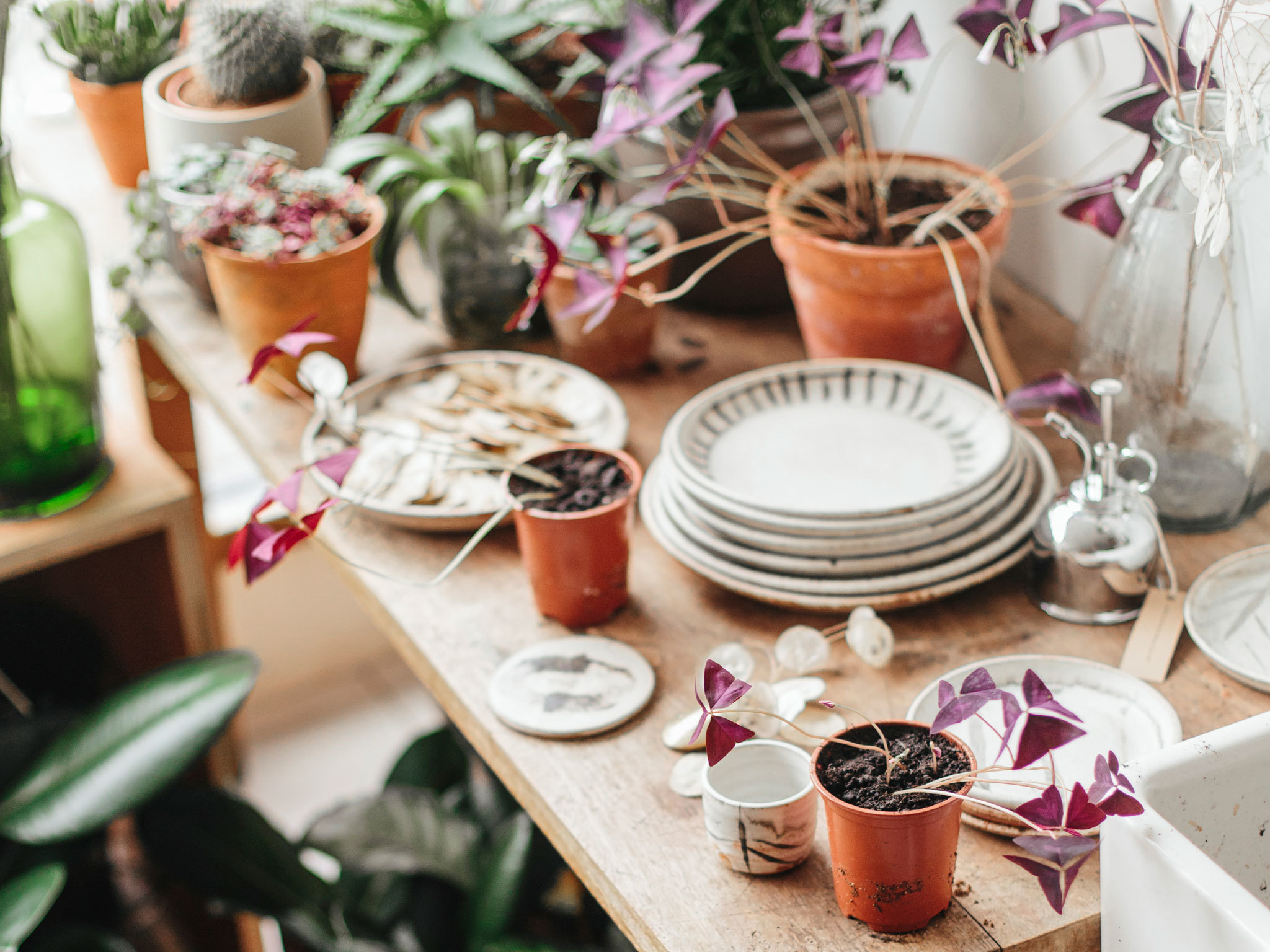 Best Garden Centres and Plant Shops in London 24 Lush Places To Buy