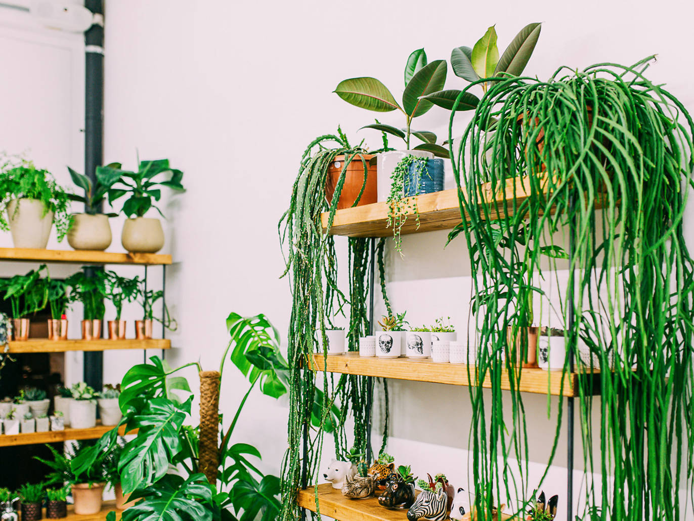 Best Garden Centres and Plant Shops in London 20 Lush Places To Buy