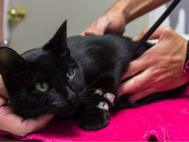 Centro Médico para Gatos Centro Médico para Gatos