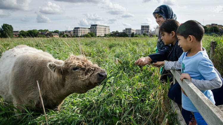 Walthamstow Marshes