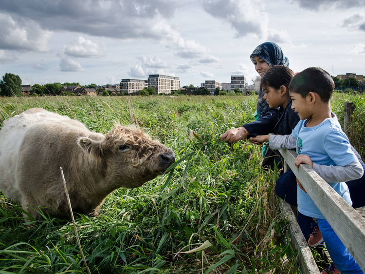 Walthamstow Marshes