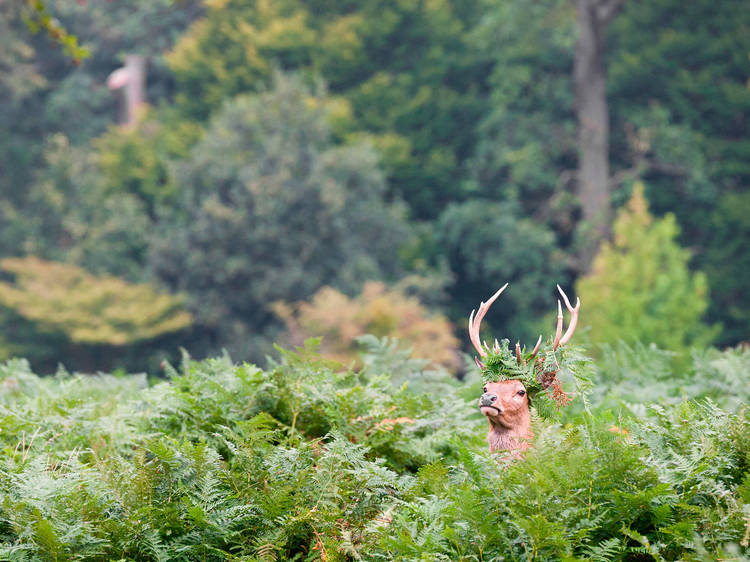 Bushy Park