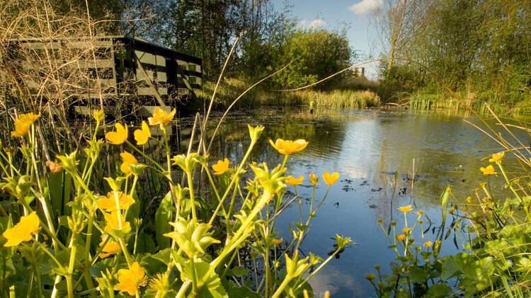 WWT London Wetland Centre