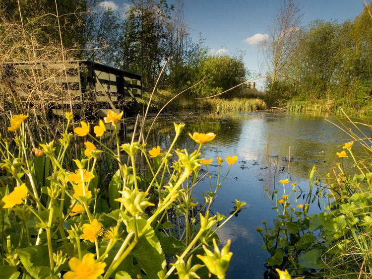 WWT London Wetland Centre