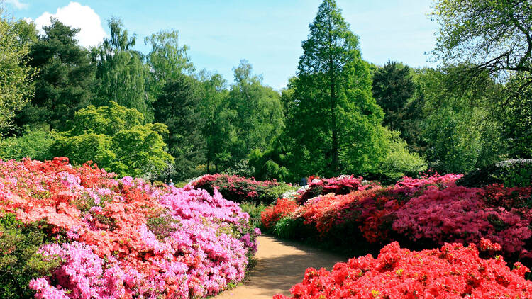 Isabella Plantation