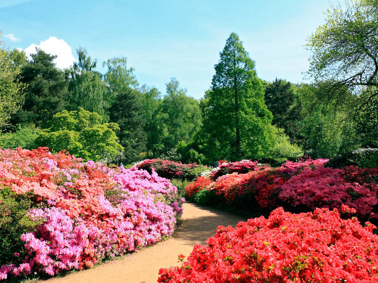 Isabella Plantation