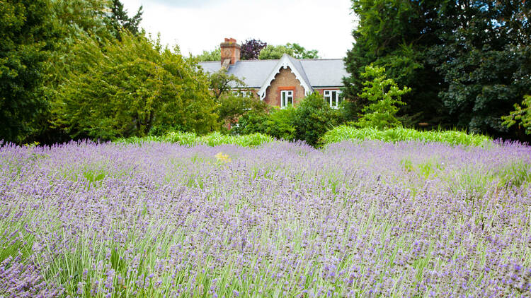 Vauxhall Park Lavender Field