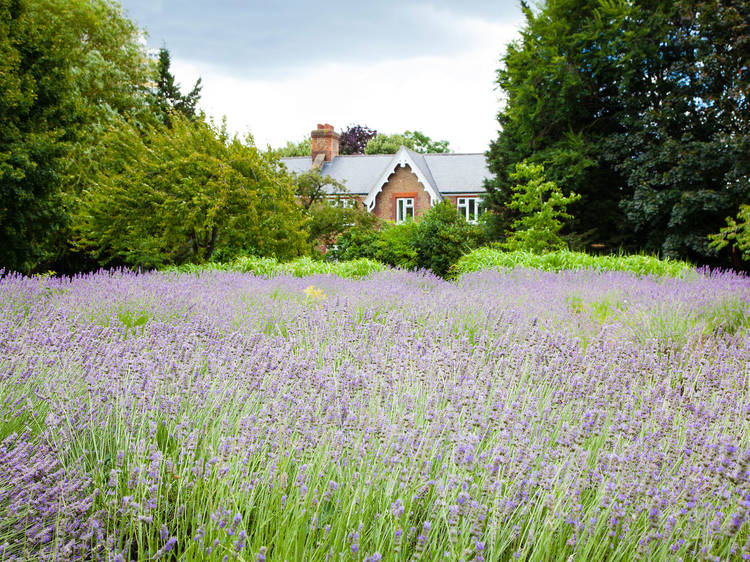 Vauxhall Park Lavender Field