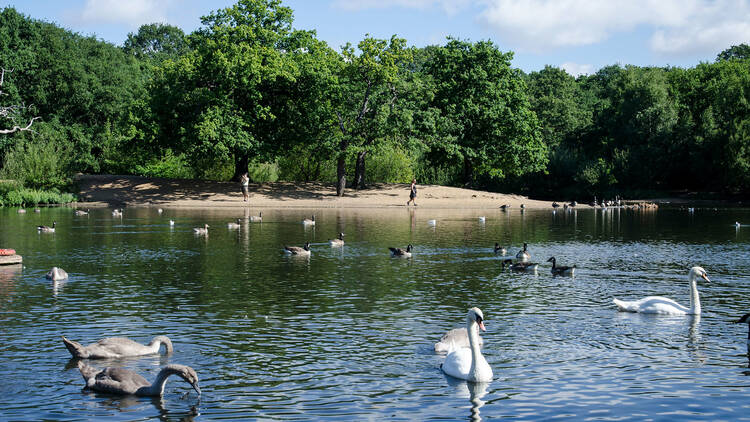 Hollow Ponds by Epping Forest