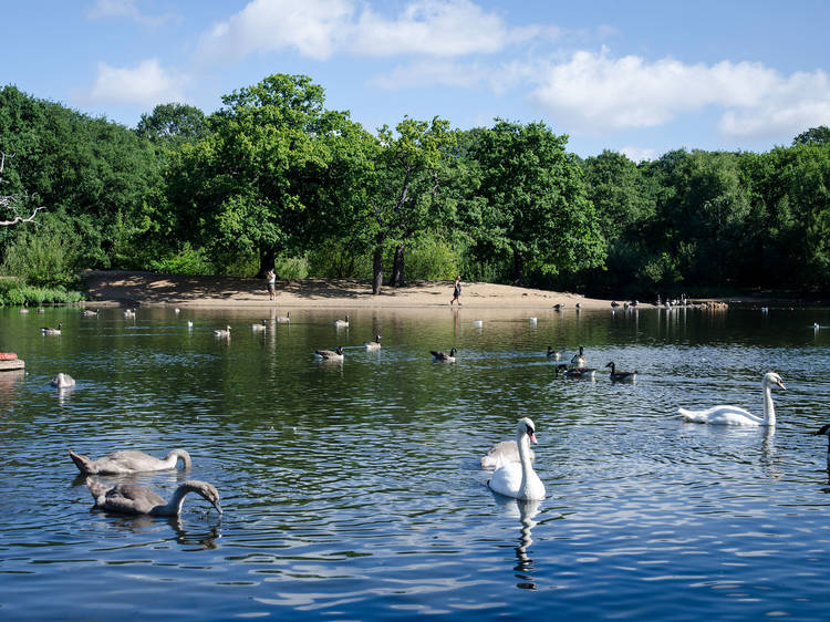 Hollow Ponds by Epping Forest