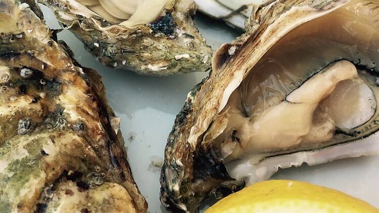 Oyster season begins! Where to found €1 oysters