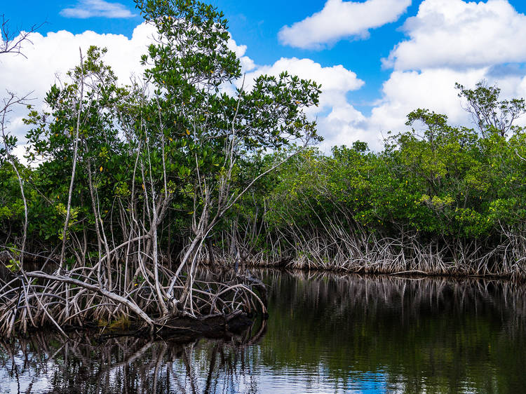 Florida Everglades Hike, Kayak and Airboat Tour