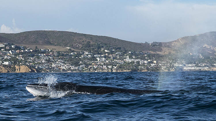 Whale- and dolphin-watching cruise in Newport Beach, CA