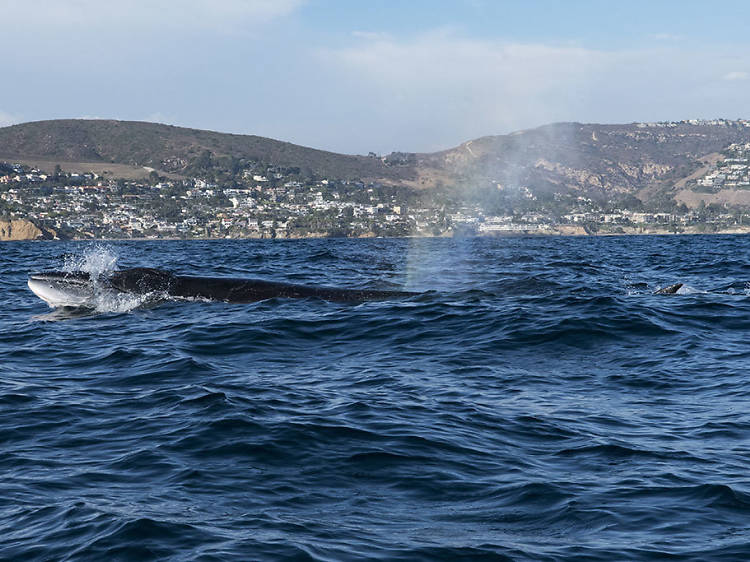 Whale- and dolphin-watching cruise in Newport Beach, CA