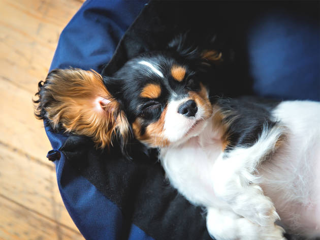 Cómo hacer una cama para tu perro Cómo hacer una cama para tu perro
