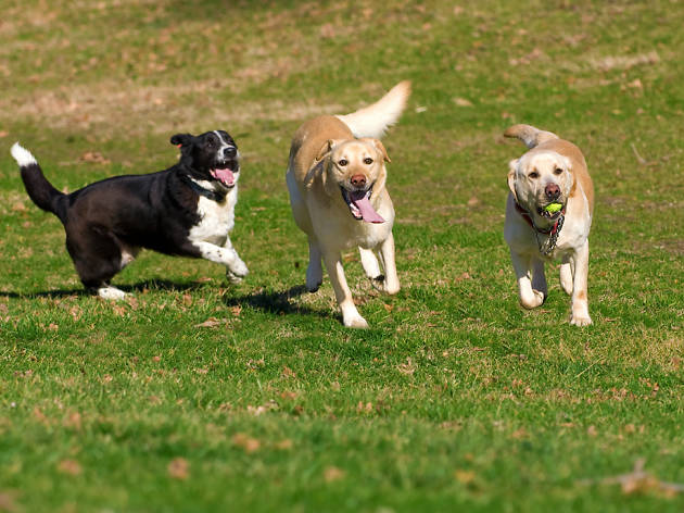 Perros Madrid Perros Madrid