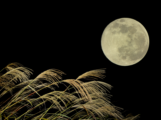 Harvest Moon with Kitten HD Where to admire the autumn moon in Tokyo Time Out Tokyo