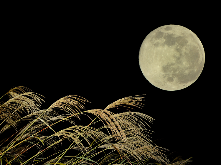 Autumn moon-viewing | Time Out Tokyo