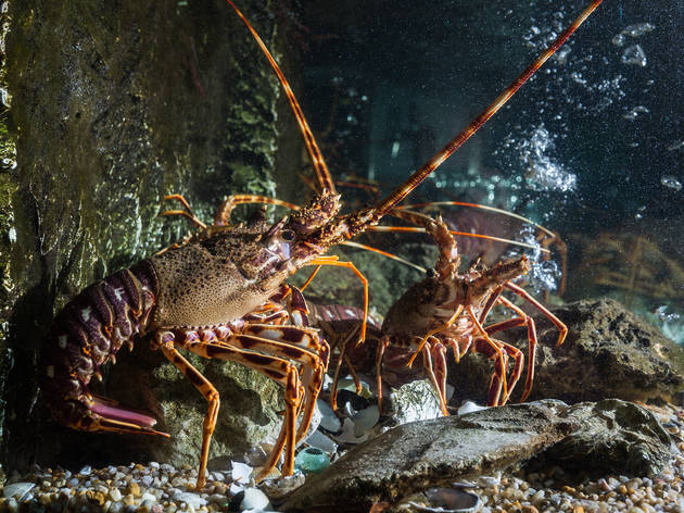 Marisqueira das Furnas