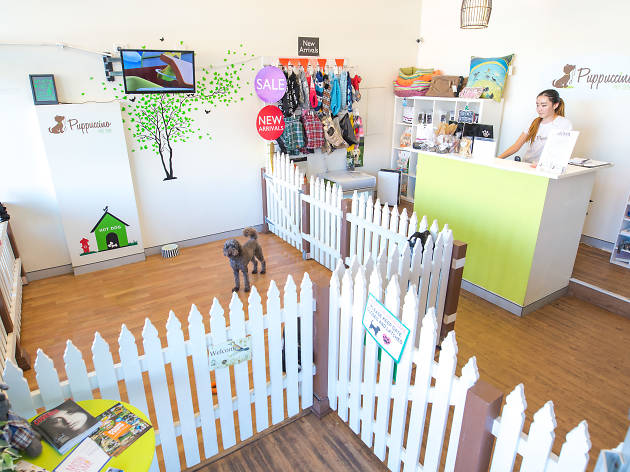 Puppucino Pet Spa Puppucino Pet Spa
