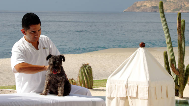 Dog-friendly hotels: Las Ventanas al Paraiso