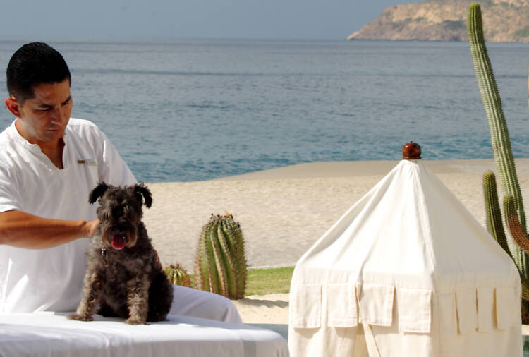 Dog-friendly hotels: Las Ventanas al Paraiso