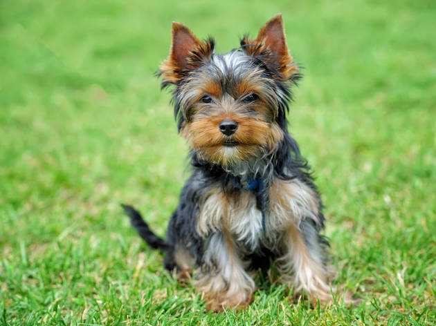 Yorkiekermés Mexicana Yorkie kermés mexicana