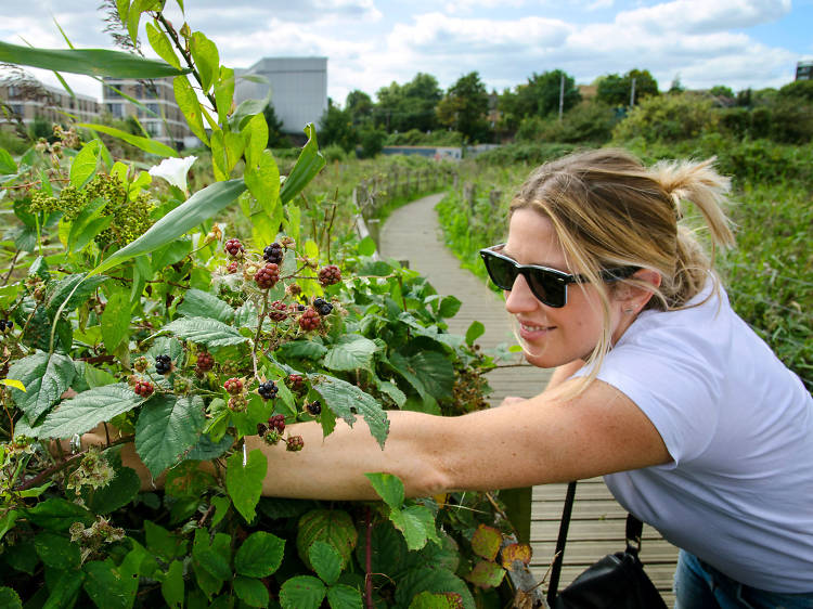 Walthamstow Marshes blackberries