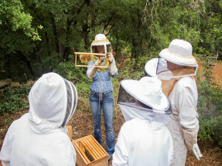 Urban Honey Bee Hive Tour