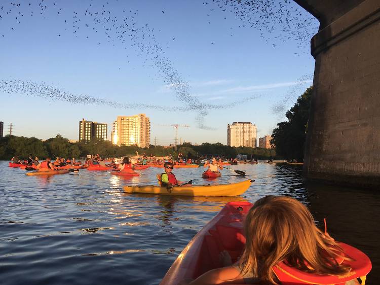 Live Love Paddle Congress Avenue Bridge Bat Tour