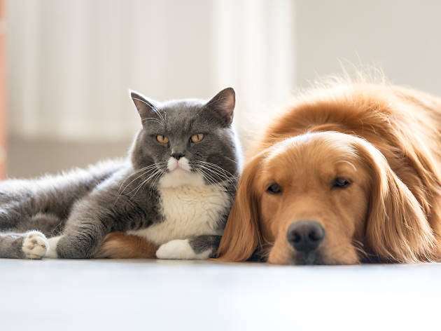 Mascotas Los mejores amigos, un perro y un gato