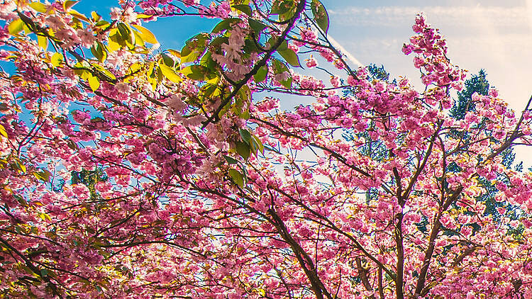 Cherry blossom season at Parc de Sceaux