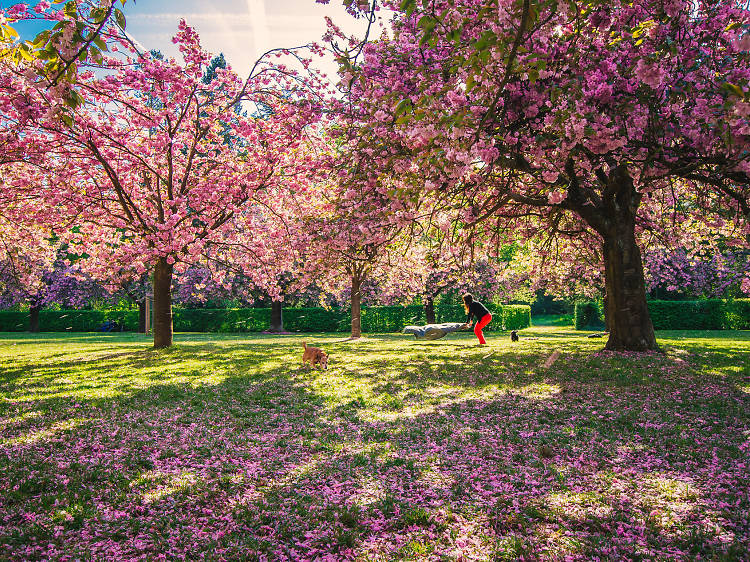 Cherry blossom season at Parc de Sceaux